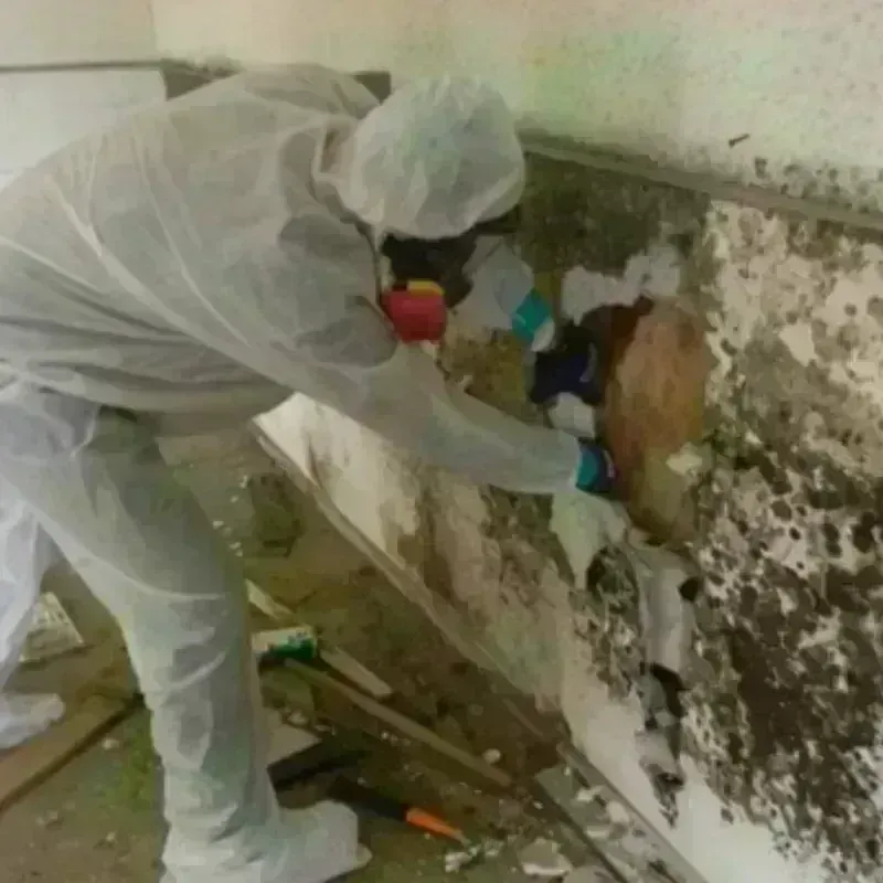 Mold Remediation and Removal in Union County, OH